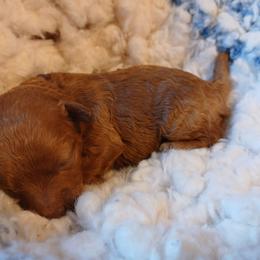 Molly - Apricot female Poodle puppy in Blanch, North Carolina from Faithful Hearts Kennel