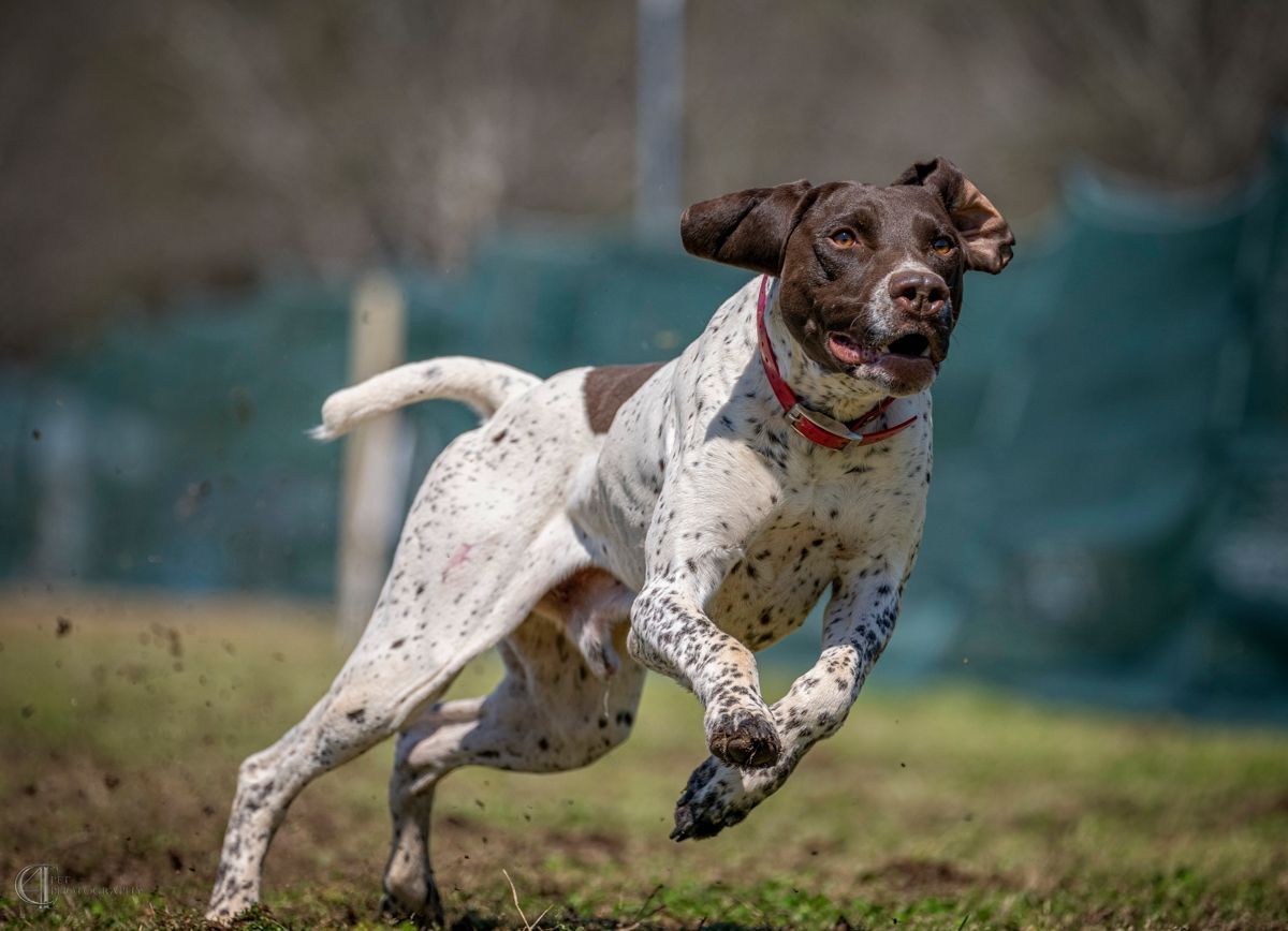 Pointer Alemão de Pelo Curto - Raça de cachorro