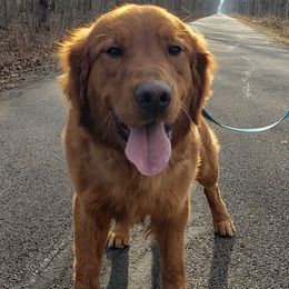Cal - Golden Retriever