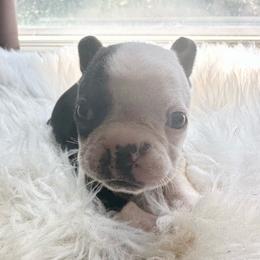 Boy four - Black brindle and white male Boston Terrier puppy in Georgia from KD’s K9 Oasis