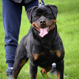 Darki - Rottweiler