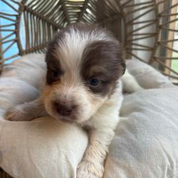 Cora - Red tri-color female Australian Shepherd puppy in Grants Pass, Oregon from Carmel Mountain Aussies