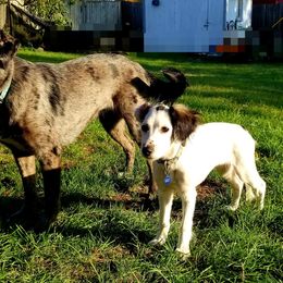 Companion Cross Puppies from Mandala Dogs