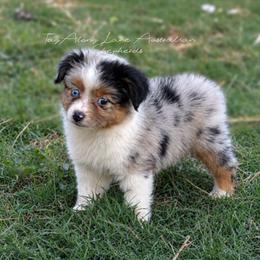 Lyric - Blue merle female Toy Australian Shepherd puppy in Muskogee, Oklahoma from Tagalong Lane Australian shepherds