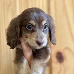 FIRECRACKER - Chocolate and tan male Dachshund puppy in Delano, Tennessee from Olive Branch Acres