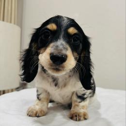 George - Piebald male Dachshund puppy in Altus, Oklahoma from Johnson Prairie Pups