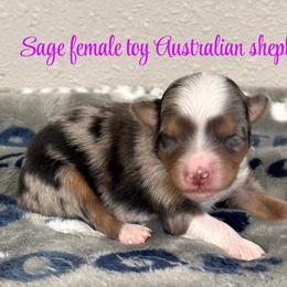 Sage - Blue merle female Australian Shepherd puppy in Hico, Texas from Chisholm Trail Kennels