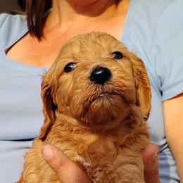 Rover - Apricot male Goldendoodle puppy in Apache Junction, Arizona from Loving Doodle