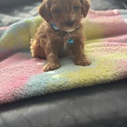 Grady - Apricot male Cavapoo puppy in Gainesville, Florida from Alyssa Xxweetdoodles