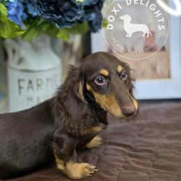 Dachshund Puppies from Doxi Delights AKC Miniature Dachshunds