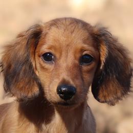 Hercules - Red male Dachshund puppy in Azle, Texas from American Dachshunds