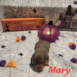 Mary - Chocolate and tan female Dachshund puppy in Onalaska, Texas from Weenies on the Lake