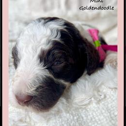 DAPHNE - Parti female Goldendoodle puppy in Houston, Texas from Pia’s Doodle Poodle Wag