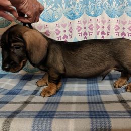 Dachshund Puppies from Riverwood Dachshunds