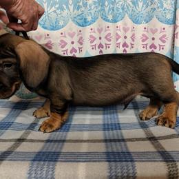 Dachshund Puppies from Riverwood Dachshunds