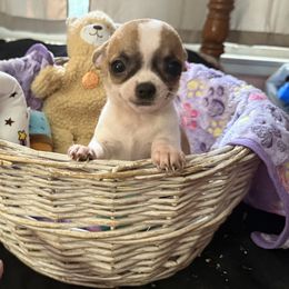 Andy - Sable spotted white female Chihuahua puppy in Rocky Mount, Virginia from Teresa Melton