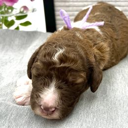 Girl 7 - Poodle puppy in Wildomar, California from Pounds Puppies Poodles