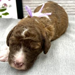 Girl 7 - Poodle puppy in Wildomar, California from Pounds Puppies Poodles