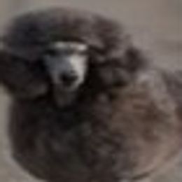 Poodle puppies from Owyhee Valley Collies & Lazy Lotus Standard Poodles