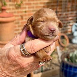 Kaci- purple collar girl - Red  female Goldendoodle puppy in Midlothian, Texas from Gray Doodles