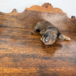 Calder - Dapple male Dachshund puppy in Squires, Missouri from Hudson’s Hounds