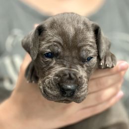 Great Dane Puppies from Blue Thunder Danes