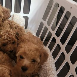 Poodles from Roman's Toy Poodles