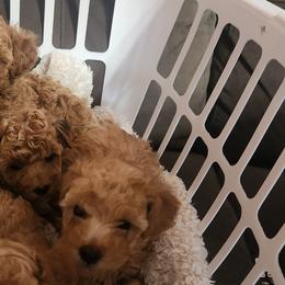 Poodles from Roman's Toy Poodles