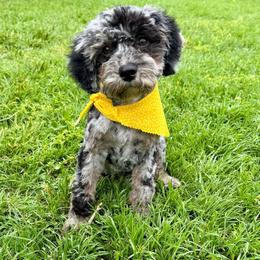 Aussiedoodle puppies from Gray Doodles