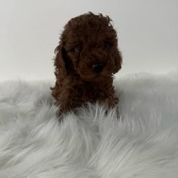Jack - Red  male Poodle puppy in Houston, Texas from YZC Frenchies at 4C Ranch