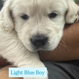 Boy pick 5 - Light golden male Golden Retriever puppy in Waterloo, Indiana from All 4 Paws of Pheasant Run