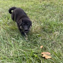 German Shepherd Puppies from Adelheid Shepherds