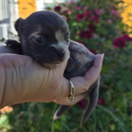 Visenya - Blue female Chihuahua puppy in Silver Summit, Utah from Snow Peak Kennel