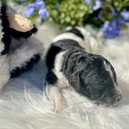 Willow - Black and white female Aussiedoodle puppy in Waelder, Texas from Aussiedoodles of Austin