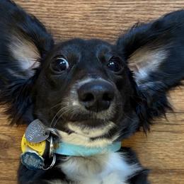 Dachshunds from CountrySide Wieners