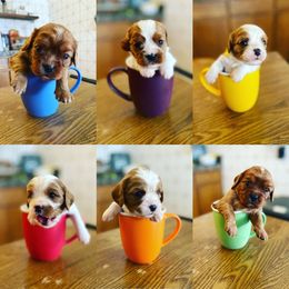 "Puppucinos " Cavalier King Charles Spaniel Puppies from Colorful Cavaliers