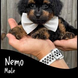Nemo - Phantom male Goldendoodle puppy in Angier, North Carolina from A Breed Above Kennels