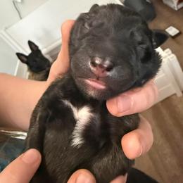 Yellow - Fawn sable male Belgian Malinois puppy in Boise, Idaho from Wings of Freedom Retrievers and Malinois