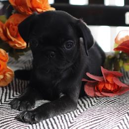 Raven - Black female Pug puppy in Cincinnati, Ohio from Pugs513