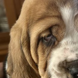 Girl 1 - Black brown and white Basset Hound puppy in Gilbert, Arizona from Redhead Hounds
