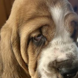 Girl 1 - Black brown and white Basset Hound puppy in Gilbert, Arizona from Redhead Hounds