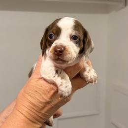 Dina - Piebald female Dachshund puppy in Sterling, Colorado from Country Chics Doxies