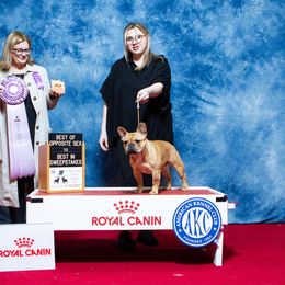 French Bulldog Puppies from Von Bales French Bulldogs