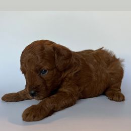 Poodle Puppies from The Sweet Life of a Toy Poodle