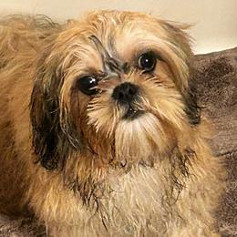 Rocco - Brindle and white male Shih Tzu puppy in Victorville, California from Precioustzus