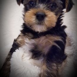 Dachshund and Yorkshire Terrier Puppies from Kimberly's Lovable Littles