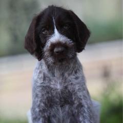 German Wirehaired Pointer Puppies from Afterhours German Wirehaired Pointers