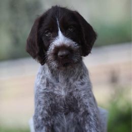 German Wirehaired Pointer Puppies from Afterhours German Wirehaired Pointers