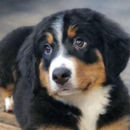 Bernese Mountain Dogs and Golden Retrievers from Millstone Kennel