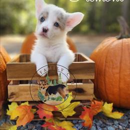 Fremont - White merle male American Corgi puppy in Cameron, North Carolina from Butts Family Corgis